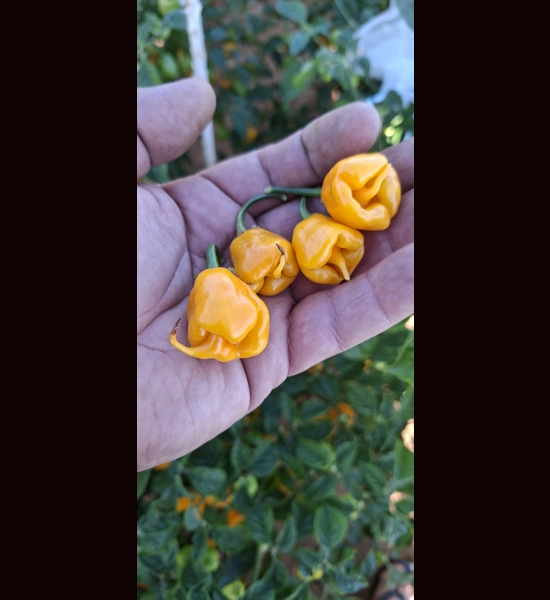 Faddas Reaper Perfume Yellow (f5) ->(f6)  (10+seeds)