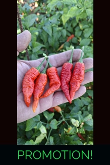 BBM X FADDAS W. Red (f5) -> (f6)   (10+seeds)