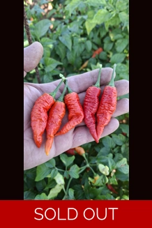 BBM X FADDAS W. Red (f5) -> (f6)   (10+seeds)