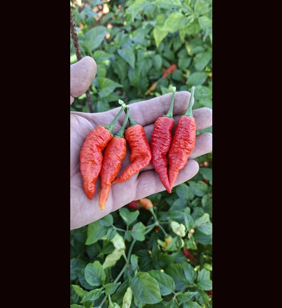 BBM X FADDAS W. Red (f5) -> (f6)   (10+seeds)