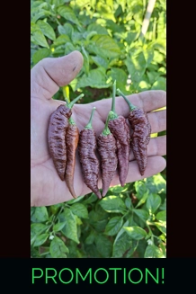 BBM X FADDAS W. Chocolate (f5)  -> (f6)  (10+seeds)