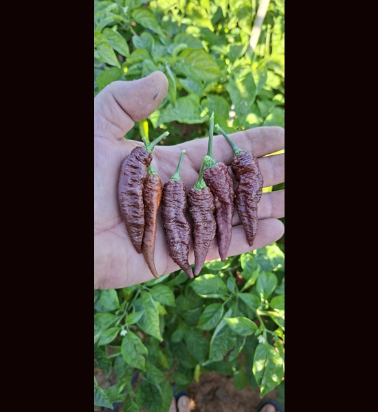 BBM X FADDAS W. Chocolate (f5)  -> (f6)  (10+seeds)