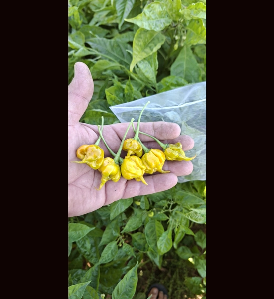 FADDAS REAPER PERFUME mustard (f5)->(f6)