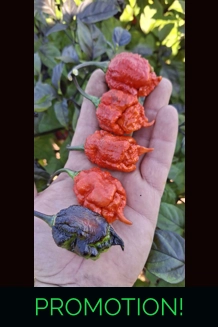 BBM X POCKMARK Red (f5) -> (f6)  (10+seeds)