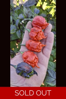 BBM X POCKMARK Red (f5) -> (f6)  (10+seeds)