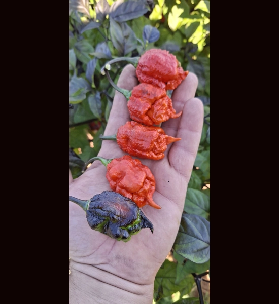 BBM X POCKMARK Red (f5) -> (f6)  (10+seeds)