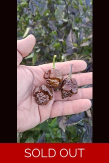 Faddas PockBorg choco (f5) -> (f6)  (10+seeds)