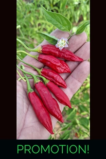 Cumari Colorado FP Red (f7) -> (f8) 10+ seeds