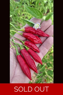 Cumari Colorado FP Red (f7) -> (f8) 10+ seeds