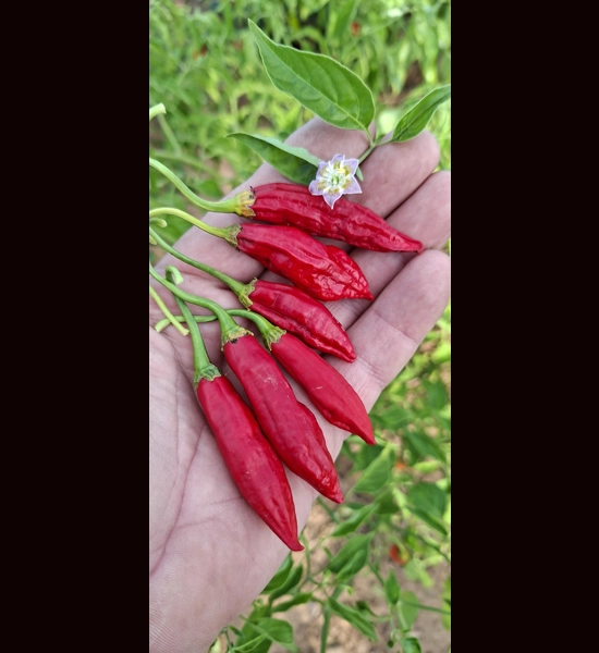 Cumari Colorado FP Red (f7) -> (f8) 10+ seeds