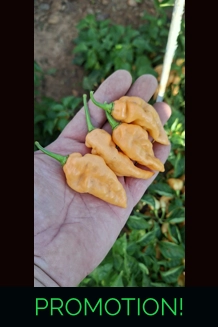Ghost Yaki Perfume Peach (f5)->(f6)  (10+seeds)
