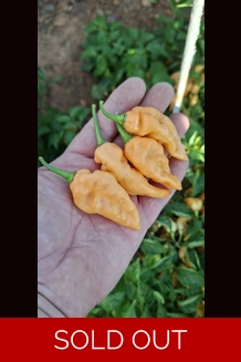 Ghost Yaki Perfume Peach (f5)->(f6)  (10+seeds)