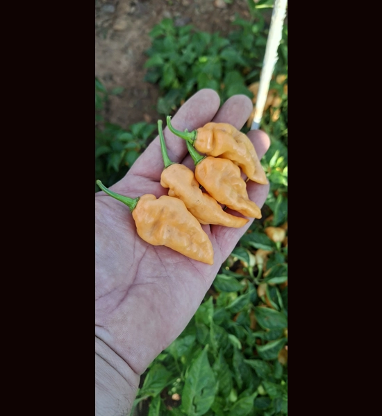 Ghost Yaki Perfume Peach (f5)->(f6)  (10+seeds)