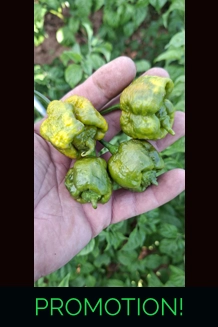 Bobboi Mustard (f5) -> (f6)  (10+seeds)