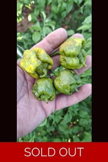 Bobboi Mustard (f5) -> (f6)  (10+seeds)