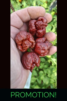 Bobboi Chocolate (f5) -> (f6)  (10+seeds)