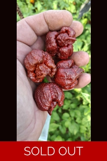 Bobboi Chocolate (f5) -> (f6)  (10+seeds)