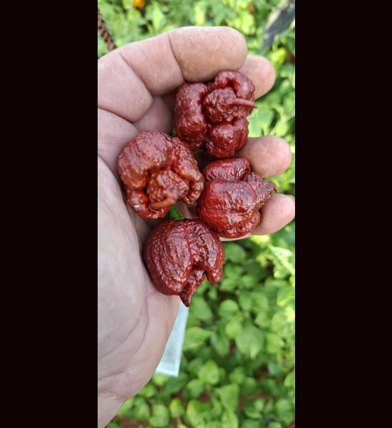 Bobboi Chocolate (f5) -> (f6)  (10+seeds)