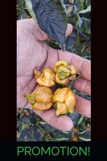 BBM x POCKMARK O.  mustard (f5) -> (f6) (10+seeds)