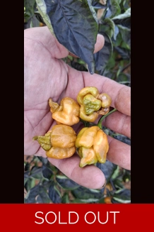 BBM x POCKMARK O.  mustard (f5) -> (f6) (10+seeds)