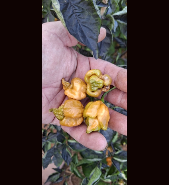 BBM x POCKMARK O.  mustard (f5) -> (f6) (10+seeds)