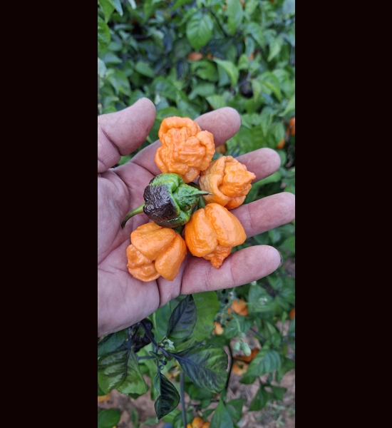 BBM x Pockmark O. Orange (f5) ->  (f6) 10+seeds