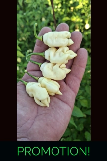 Ghost Yaki Perfume White  (10+seeds)