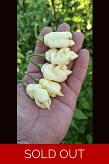 Ghost Yaki Perfume White  (10+seeds)