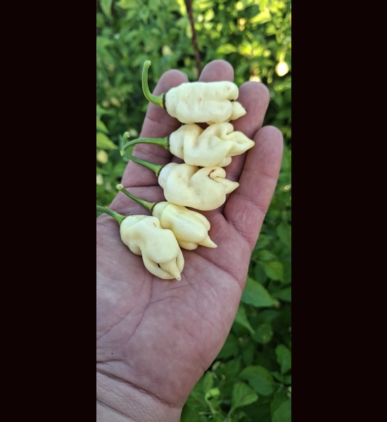 Ghost Yaki Perfume White  (10+seeds)