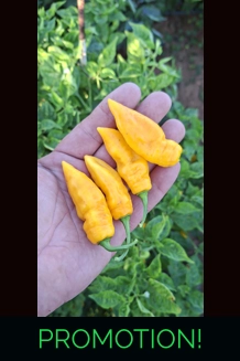Ghost Yaki Perfume Yellow (f5)  -> (F6) (10+seeds)