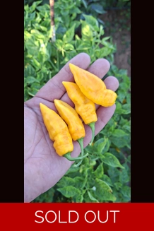 Ghost Yaki Perfume Yellow (f5)  -> (F6) (10+seeds)