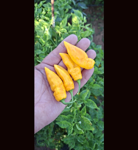 Ghost Yaki Perfume Yellow (f5)  -> (F6) (10+seeds)