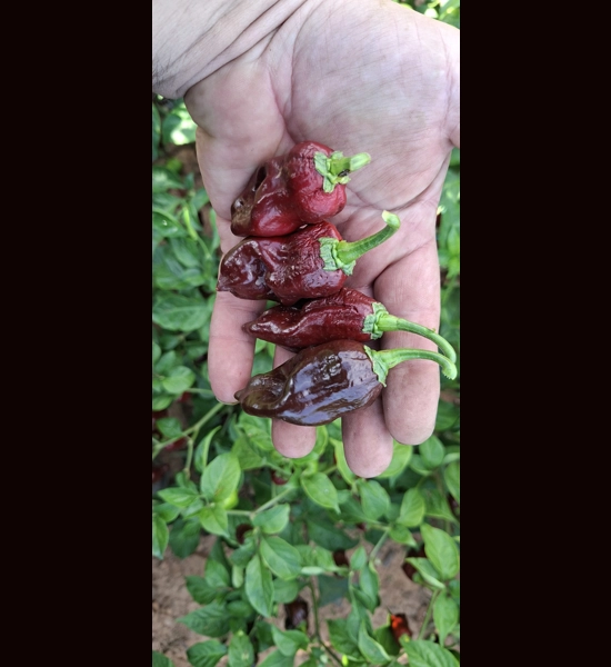 JALAPENO BIG MAMA CHOCO (f4)->(f5)