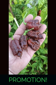 BBM X BORG 9 C. choco (F5)->(f6) (10+seeds)