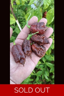 BBM X BORG 9 C. choco (F5)->(f6) (10+seeds)