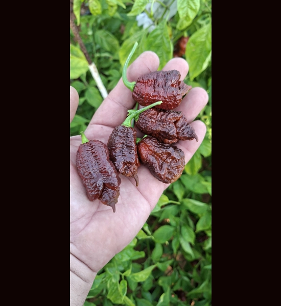 BBM X BORG 9 C. choco (F5)->(f6) (10+seeds)