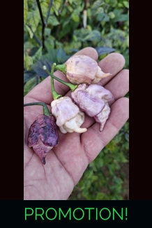 JAY'S PINK PURPLE GHOST SCORPION peach (f5)->(f6)8(10+seeds)