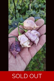 JAY'S PINK PURPLE GHOST SCORPION peach (f5)->(f6)8(10+seeds)