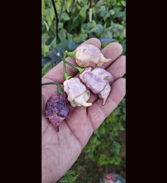 JAY'S PINK PURPLE GHOST SCORPION peach (f5)->(f6)8(10+seeds)