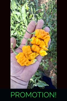 FADDAS YELLOW  (10*seeds)