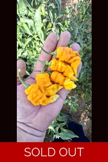 FADDAS YELLOW  (10*seeds)