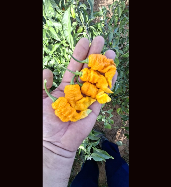 FADDAS YELLOW  (10*seeds)