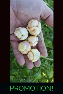 PINK TIGER X MORUGA Y. Peach