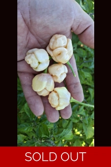 PINK TIGER X MORUGA Y. Peach