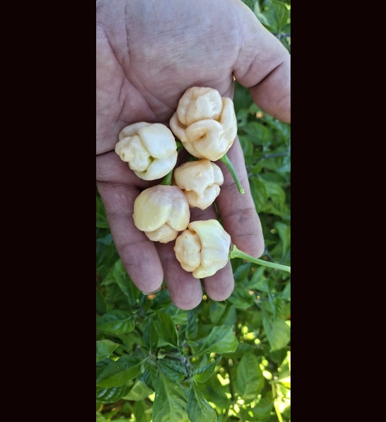 PINK TIGER X MORUGA Y. Peach