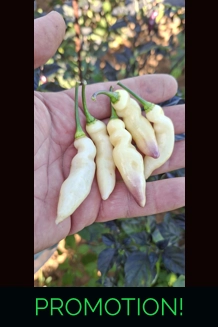 Faddas White Maul (f6)->(f7) (10+seeds)