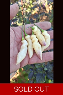 Faddas White Maul (f6)->(f7) (10+seeds)