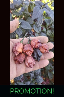 Crazy Boy Pink cream  Variant (f8) (10+seeds)