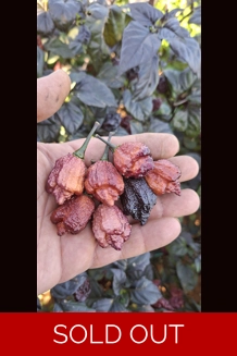 Crazy Boy Pink cream  Variant (f8) (10+seeds)