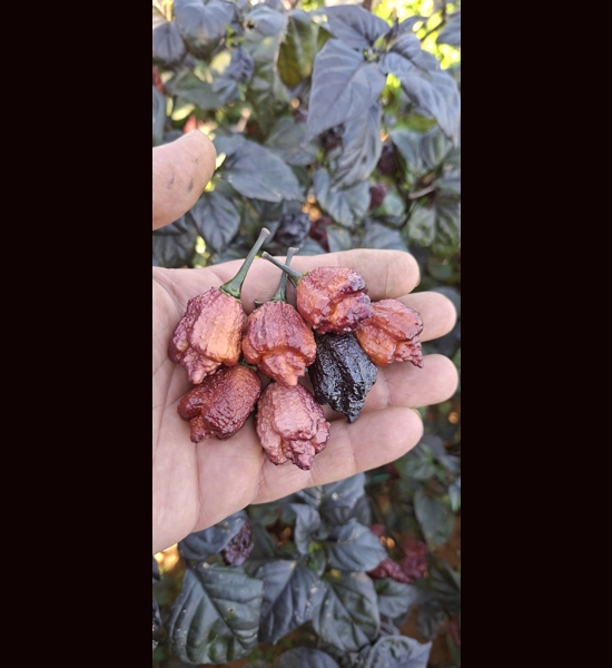 Crazy Boy Pink cream  Variant (f8) (10+seeds)